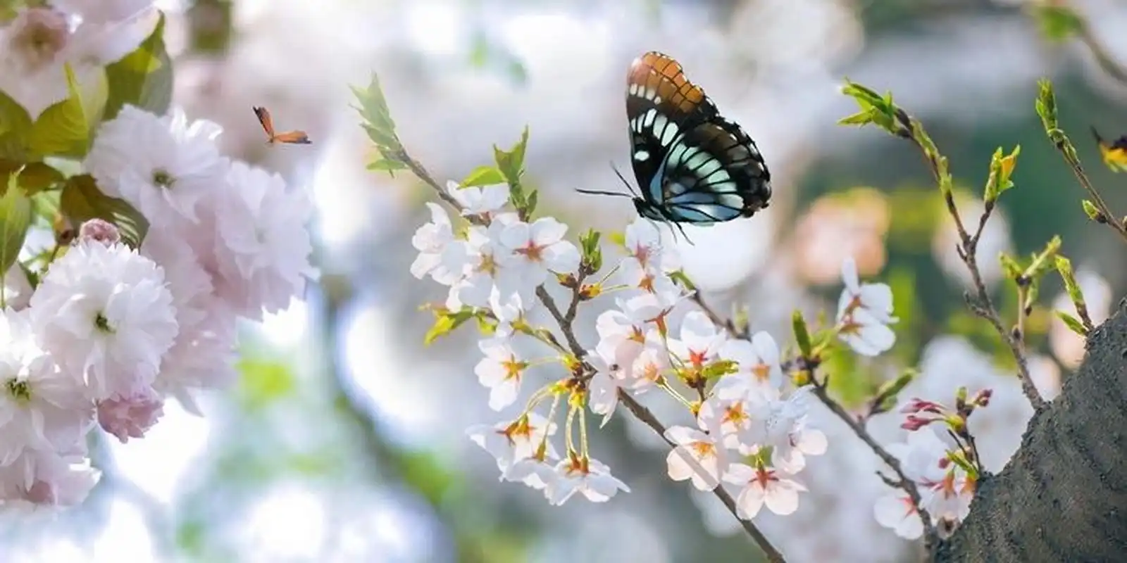 春天的花真美 春天来了,万物生长,找了些好看的图片, 发给你们看看