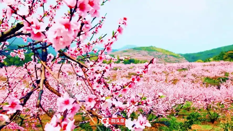 盛世桃花看石首!今天,浓情启动→_旅游_知音_荆州市