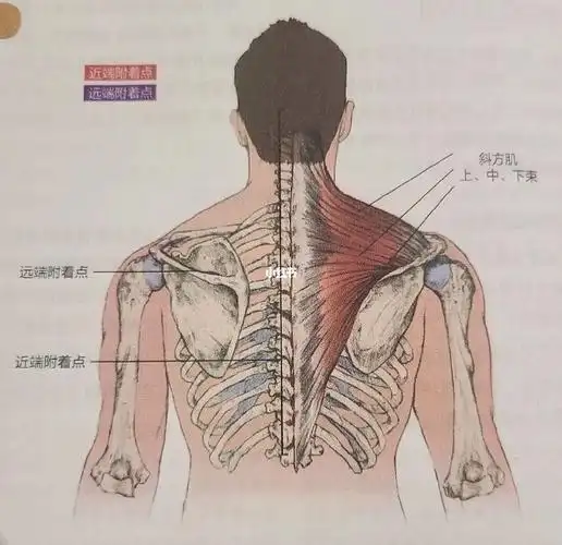 认识斜方肌中束