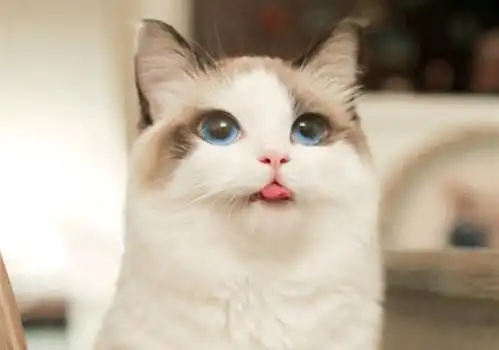 呆萌漂亮猫咪图片_全都是漂亮的小宠物