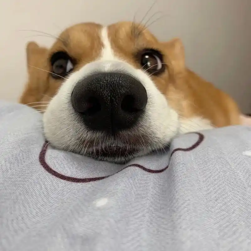 沙雕的修狗头像9898  抱回家