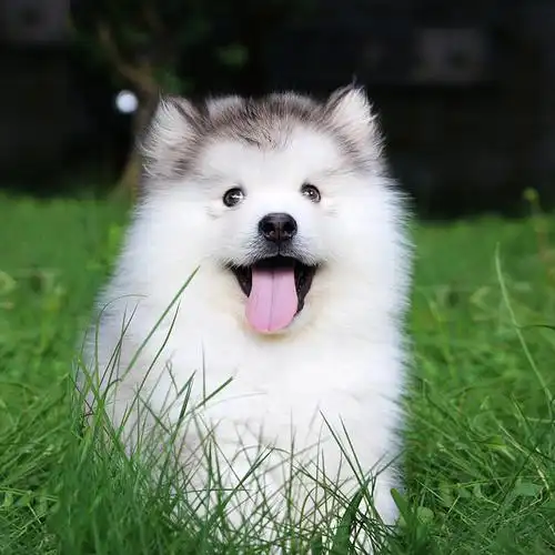 特价哈士奇活体_阿拉斯加幼犬纯种十字脸灰桃阿拉斯加雪橇犬哈士奇