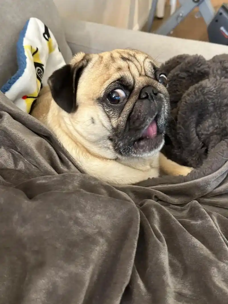 一脸惊讶00.#巴哥 #最萌巴哥犬 #萌宠 #狗狗的心思都写 - 抖音