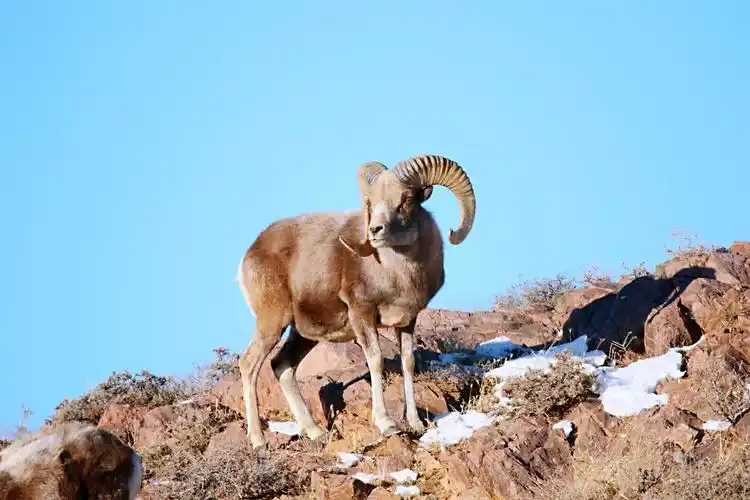 栖息在中蒙边境线的盘羊