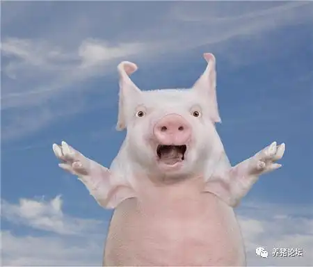 2021猪价要涨破12元?