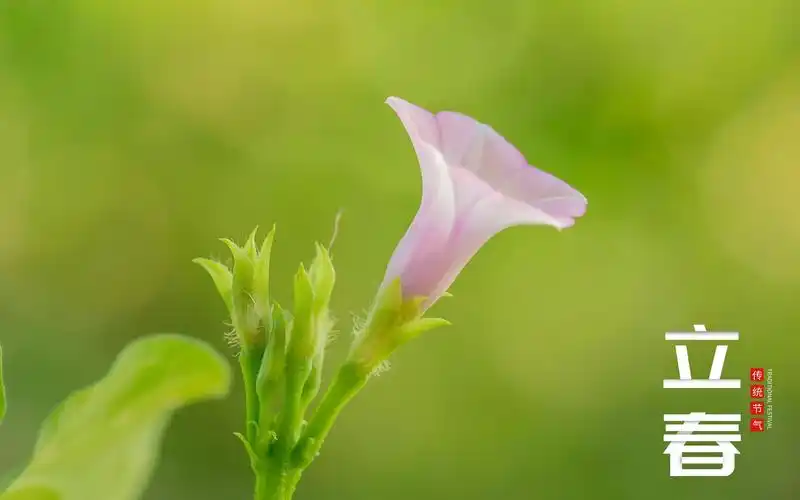 立春时节唯美迷人主题图