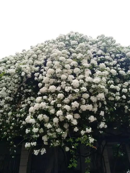 中国植物志收载七里香的正名为:千里香.