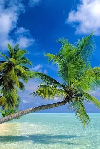 椰子树的海滩