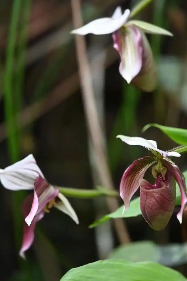 广东河源国家一级保护野生植物紫纹兜兰迎来盛花期