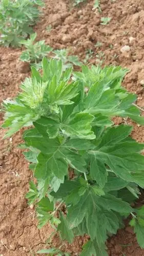 小媳妇种艾叶半年收入百万败家老公半个月输光