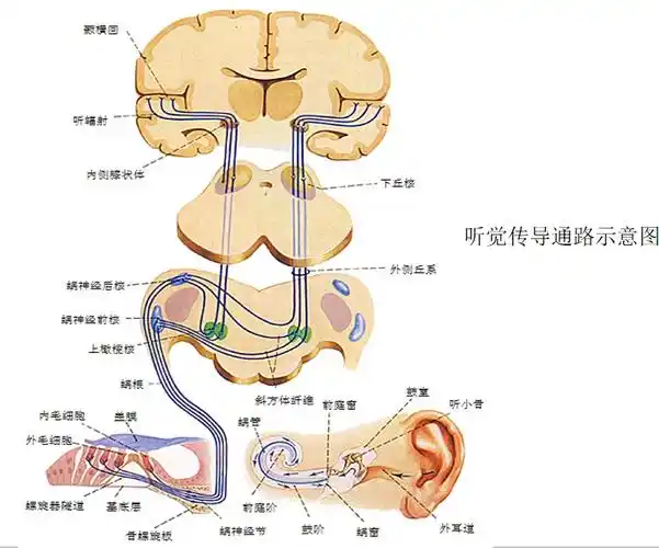 听觉神经病谱障碍(听神经病)