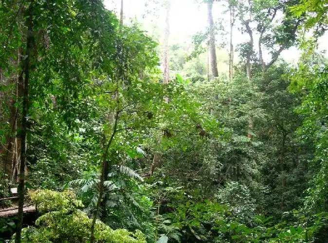 热带雨林