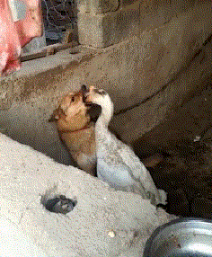 萌宠动物调皮搞怪gif动图_动态图_表情包下载_soogif