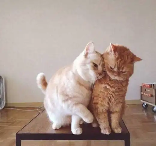 普贝斯两只猫的恋爱究竟有多甜