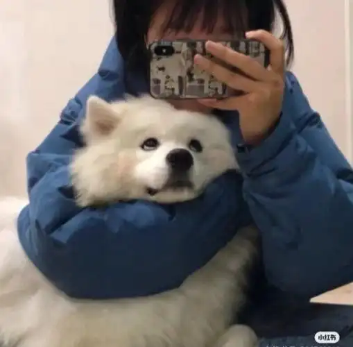 男朋友不是人系列情侣头像