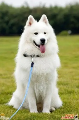 【图】百度图片搜索_狗狗的搜索结果_我喜欢用户的收集_我喜欢网