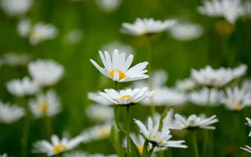 小清新雏菊花卉图片桌面壁纸