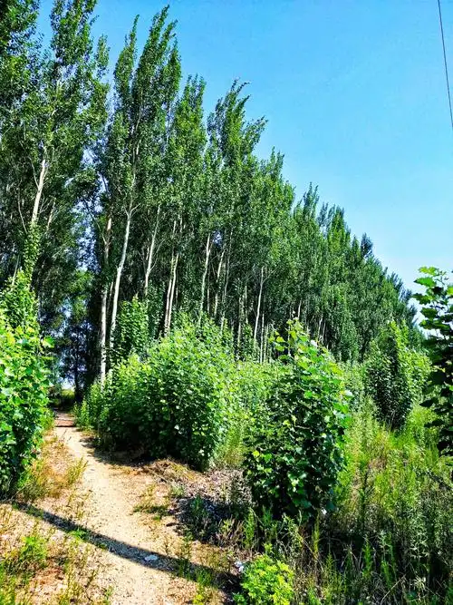 秋之韵 — 乡村的秋天