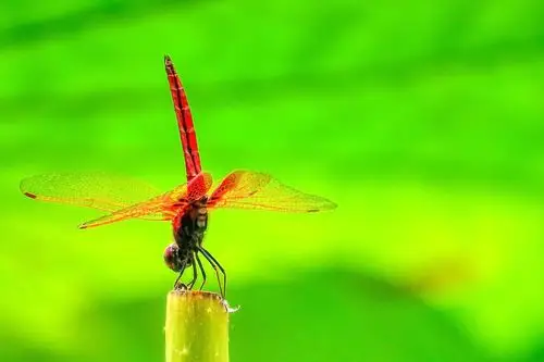 美丽的精灵之蜻蜓