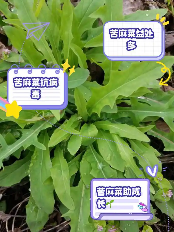 苦麻菜的功效与作用