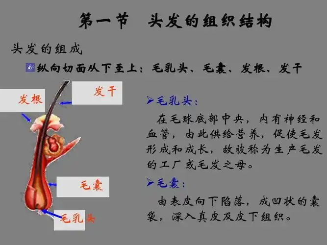 关于头发的常识培训 第一节 头发的组织结构 头发的组成 纵向切面从下