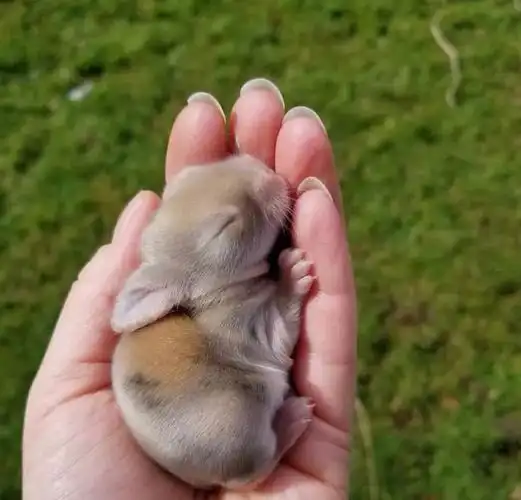 动物们小时候的样子谁是最萌宝宝