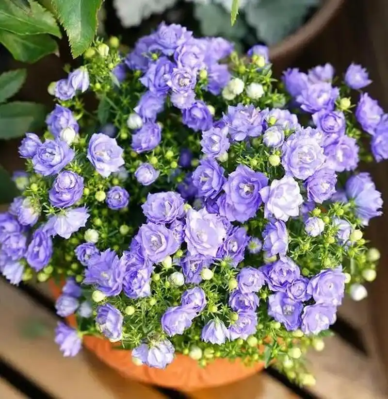 丹麦风铃花近两年十分流行,很多人家都会养,可以说在春天去花市,到处