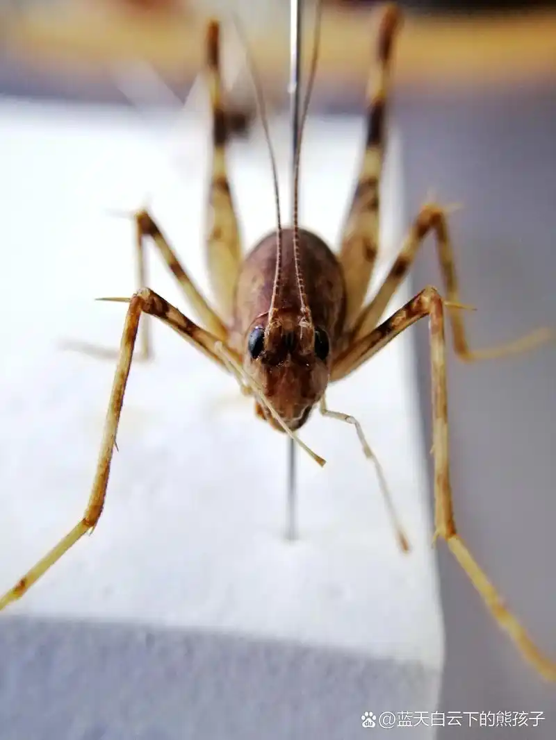 灶马,灶马蟋,突灶螽,驼螽,名字挺多,但像它自己悄悄来悄悄去,很少留