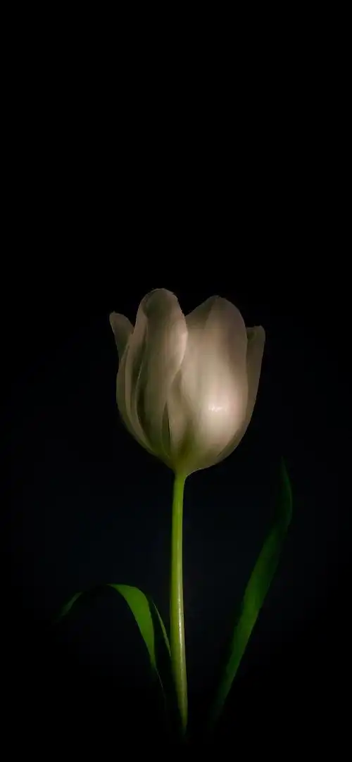 [ios点淘分身]黑色系壁纸高级冷淡风插图(7)