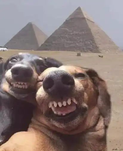 一张图片笑死10亿人让人合不拢嘴的搞笑图片吃饭时当心笑喷