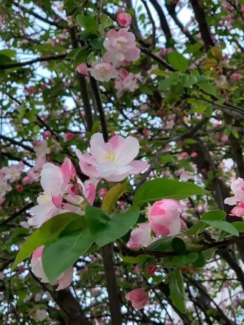 西府海棠开的很娇艳繁茂