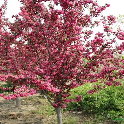 一类集观花,观叶,观果于一体的植物——海棠