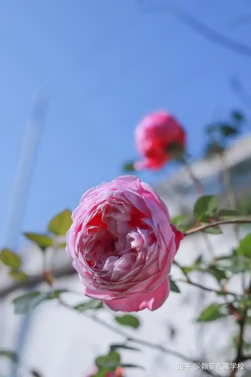 有哪些将4k手机屏发挥极致的壁纸(竖屏)? - 知乎