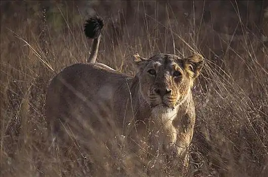 哺乳动物,猫科动物,雌性,站立,草,古吉拉特,印度,动物