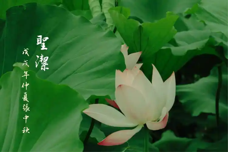 其它 荷之韵           古往今来,多少文人墨客对莲花予以咏颂,讴歌