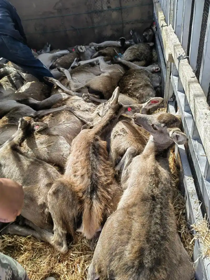 新疆 #马鹿 #梅花鹿 #养殖 #恒智鹿业 出嫁的鹿儿愿顺 - 抖音