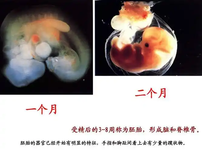 青岛版五年级下册第一单元我从哪里来ppt