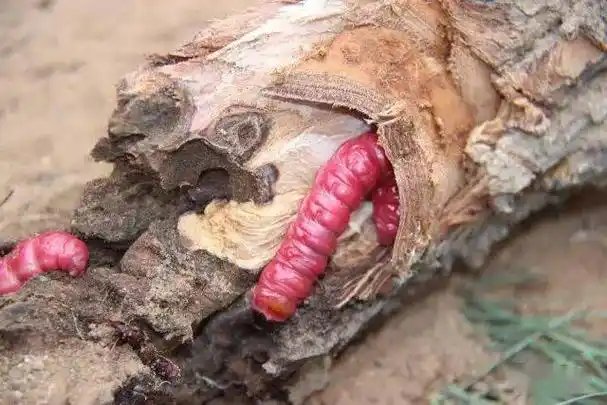 请问有谁认识这种虫子体长估测8至10厘米我拿树枝碰它的时候还会吐