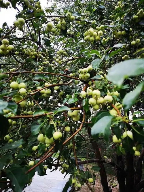 风雨后的海棠树