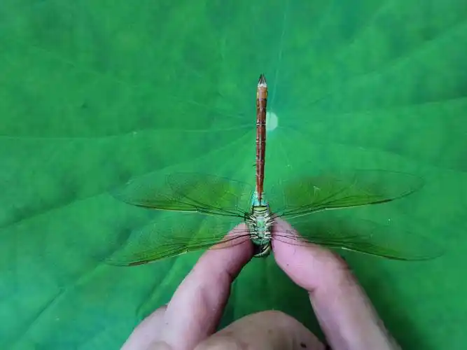 原创漂亮的绿色大蜻蜓碧伟蜓东亚亚种anaxparthenopejulius