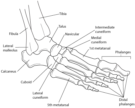 脚踝和脚的骨头