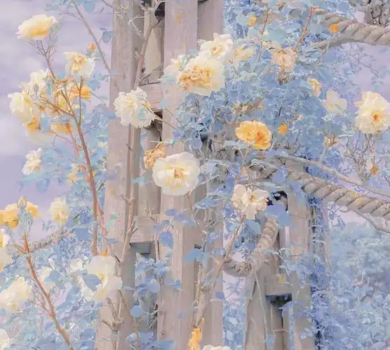 月季 仙气 治愈系背景图