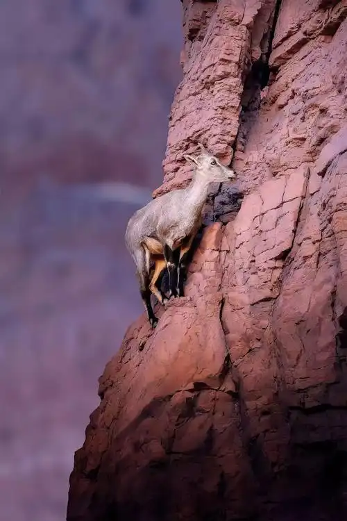 《岩羊》还有就是拍摄灰鹤的故事,灰鹤是警觉性特别高的一种鸟,要
