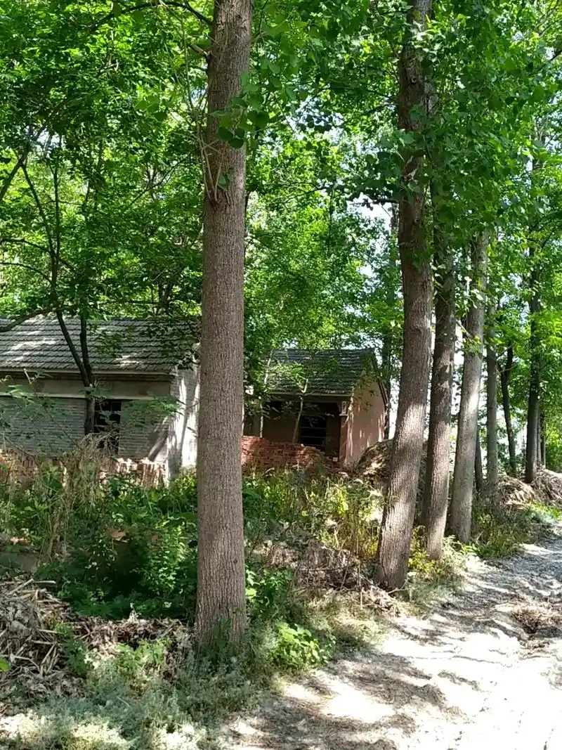 那是1997年夏天的某个午后,也是在这样的大白杨树下,微风习 - 抖音