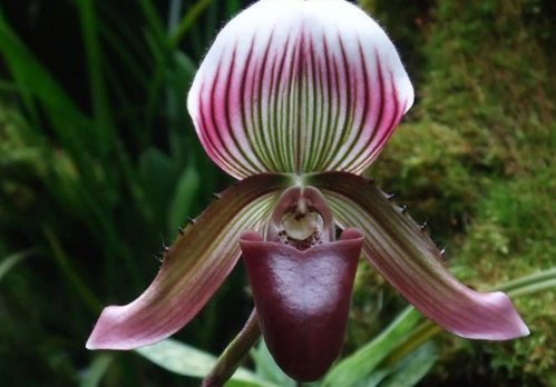 虎斑兜兰色彩庄重雅致,带有不规则斑点或条纹,很是吸引人哦!