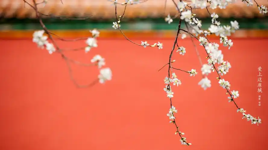 爱上这座城 - 故宫博物院 - 故宫壁纸