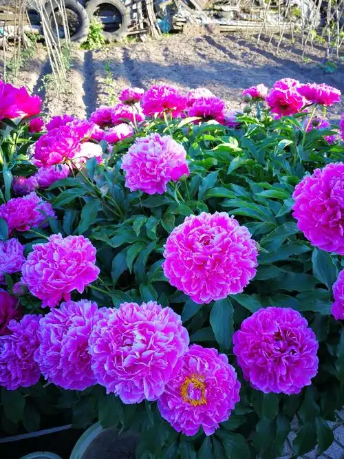 芍药花的美,就象情人一样,每一个晨起 ,以一脸笑