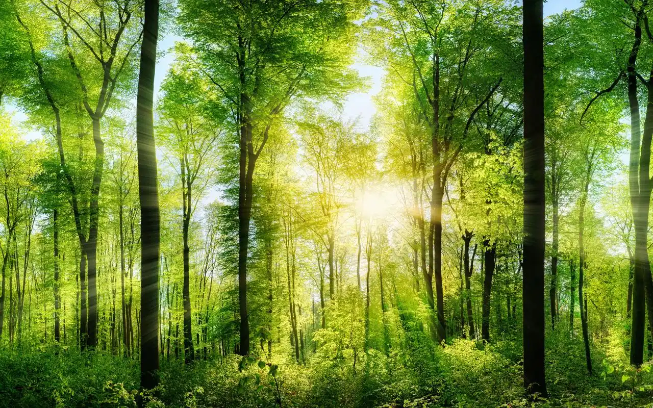 热带雨林绿色护眼壁纸一望无际的绿色