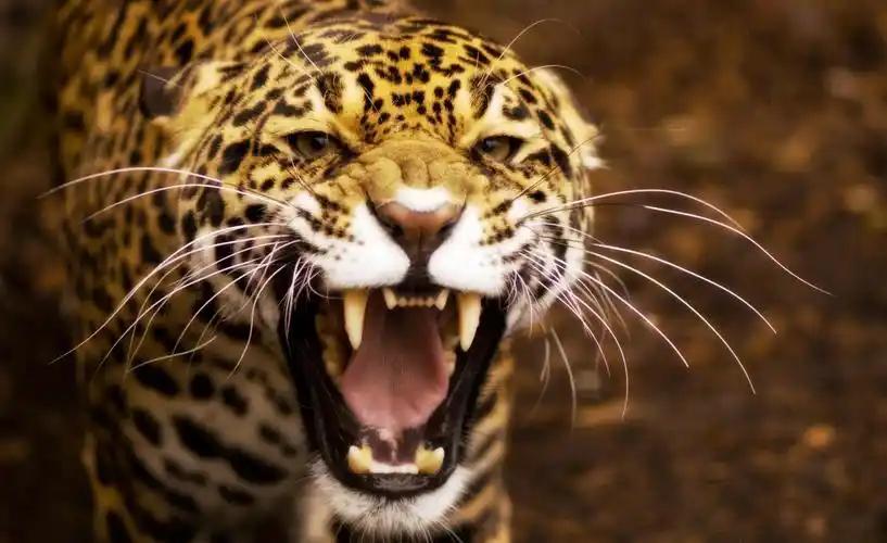 5种大型猫科动物发怒的样子你最不敢直视哪一种