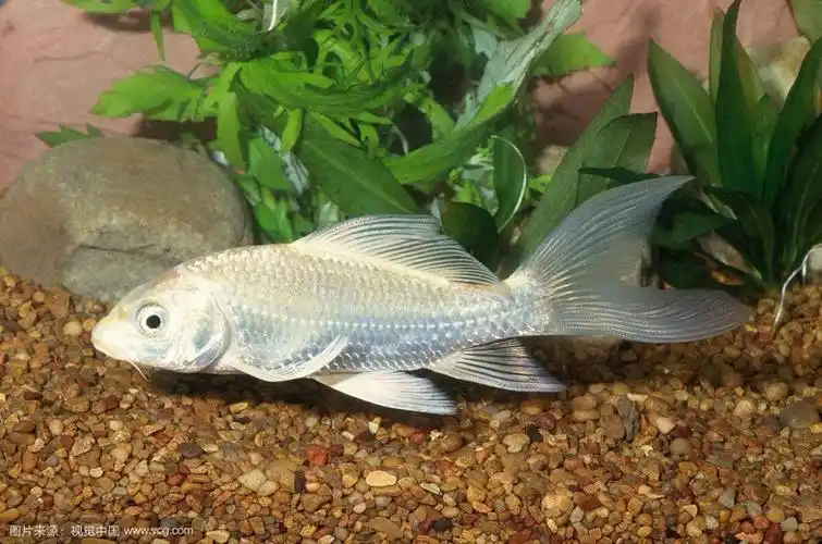 长鳍锦鲤美图欣赏
